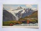 Grindelwald  Bachalp Schreckhorn  BE- CH 1920-30´s VF  D21299 - Grindelwald