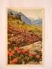 WENGENALP -Rhododendron Hirsutum - Alpenrose -      BE- CH 1920´s   G D21338 - Wengen