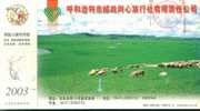 Sheep Scenery Grassland  ,  Pre-stamped Card, Postal Statieonery - Boerderij