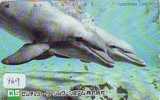 DOLPHIN DAUPHIN Dolfijn DELPHIN Tier Animal (469) - Dolphins