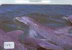 DOLPHIN DAUPHIN Dolfijn DELPHIN Tier Animal (507) - Dolphins