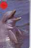 DOLPHIN DAUPHIN Dolfijn DELPHIN Tier Animal (509) - Dolfijnen