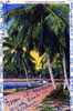 A Beautiful Palm Lined Drive - Miami