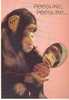 SINGE - CHIMPANZE / MONKEY / AFFE - Monos