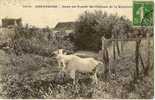 CP 78 CHEVREUSE Dans Les Fossés Du Chateau De La Madeleine (chèvre Beau Plan) - Chevreuse