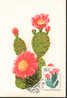 1965 Hongrie Carte Maximum Cactus - Cactus