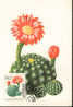 1965 Hongrie Carte Maximum Cactus - Cactusses