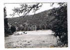 Lozère.CPSM. Florac .Le Terrain De Camping Au Bord Du Tarn. - Florac