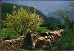 ALPES DE HAUTE PROVENCE - Revest Du Bion - Bergère De Haute Provence Paissant Ses Moutons - Manosque