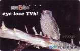 TC Japon Oiseau HIBOU -  OWL Bird / Eye Love TVh - EULE Vogel - CIVETTA - Owls
