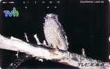 TC Japon Oiseau HIBOU -  OWL Bird / TVh - EULE Vogel - CIVETTA - Owls