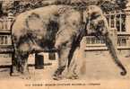 ELEPHANT- Muséum D´histoire Naturelle Paris-1932 - Elefanten