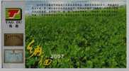 Cress Vegetable Cultivating,China 2007 Jiangsu Planting Base Of Pollution-free Vegetable Advertising Pre-stamped Card - Legumbres