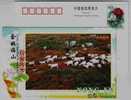 Base Of Goat Breeding,Sheep,CN 05 Yuyao Agriculture & Stock Raising Industry Advertising Pre-stamped Card - Boerderij