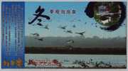 Swan Bird Lake,hot Spring Bathing Resort,China 2008 Yongxiu Ecological Tourism Advertising Pre-stamped Card - Swans