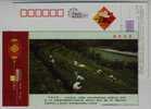 Tea Picking,China 2008 Jing'an White Tea Advertising Pre-stamped Card - Otros & Sin Clasificación