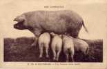 Fantaisie - Animaux - Auvergne - Cochons - Varkens