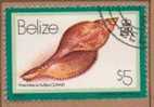 Belize 470 (1980) ;coquillages ; Ob.  Cote : 2.20 Eur. - Belice (1973-...)