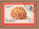 Belize 471 (1980) ;coquillages ; Ob.  Cote : 3.75 Eur. - Belice (1973-...)