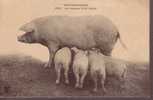 Nos Campagnes -- Une Heureuse  Petite Famille - Pigs