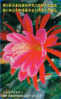 TC Japon Fleur CACTUS - KAKTUS Blume TK - Japan Flower Phonecard 73 - Blumen