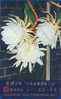 TC Japon Fleur CACTUS / 290-41716 - KAKTUS Blume TK - Japan Flower Phonecard 74 - Blumen