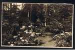 Real Photo Postcard In The Woods Virginia Water Berkshire - Ref B116 - Altri & Non Classificati