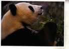 3 Panda Postcard / 3 Postcards Of Panda - Beren