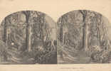 CPA STEREO - L'HIVER DANS LA FORET - Stereoscope Cards