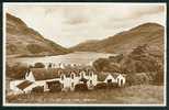 Real Photo Postcard Whistlefield Hotel & Loch Eck Argyll Scotland - Ref B118 - Argyllshire