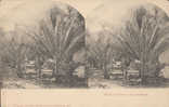 CPA STEREO FLORIDE - HEIMATH DER KOKOSNUSS - Stereoscope Cards