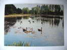 Newstead Abbey - Canadian Geese - Circulé - Sonstige & Ohne Zuordnung