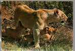 Jolie CP Félin Lion Et Lionceaux In Ngorongoro Crater African Wild Life - Pas écrite - Leoni