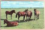 HAMPSHIRE NEW FOREST PONIES PONEY CHEVAUX TAMPON POSTE 25.07.1963 CHRISTCHURCH HANTS / JOHN HINDE POSTCARD /3026A - Altri & Non Classificati