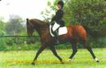 JERSEY  2  L  MAN  ON  HORSE  ANIMAL  ANIMALS CODE: 78JERA  READ DESCRIPTION !! - [ 7] Jersey Und Guernsey