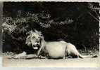 Jolie CP Le Roi De La Forêt - Lion De La Forêt Equatoriale - Félin - CAD 21-07-1953 Lourdes Ed Missions Des Pères Blancs - Leeuwen