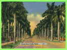 MIAMI, FL - STATELY ROYAL PALMS - TRAVEL IN 1968 - - Miami