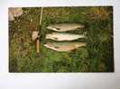 Game Fish From Ashuanipi River -Labrador City Area Newfoundland  Canada   1950-60´s  VF    D23113 - Sonstige & Ohne Zuordnung