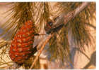 La Cigale De Provence - France - Insecten