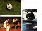 Giant Panda Bear Postcard - Carte Postale De Panda - Bären