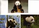 Giant Panda Bear Postcard - Carte Postale De Panda - Beren