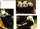 Giant Panda Bear Postcard - Carte Postale De Panda - Osos