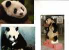 Giant Panda Bear Postcard - Carte Postale De Panda - Ours