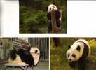 Giant Panda Bear Postcard - Carte Postale De Panda - Bears