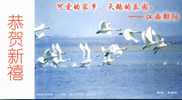 Swans Birds   ,specimen  Pre-stamped Card , Postal Stationery - Cisnes