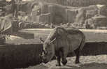 PARC ZOOLOGIQUE DE VINCENNES / LE RHINOCEROS D AFRIQUE - Neushoorn