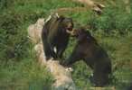 ORSO BRUNO (URSUS ARCTOS) ** - Ours