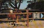 CZECH REPUBLIC  150 U  HORSE  BROWN ANIMAL  ANIMALS  CHIP  READ DESCRIPTION !!! - Tchéquie
