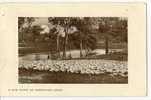 CP A FINE OF AUSTRALIAN SHEEP (troupeau De Moutons) Adr à G TISSIER R De L'abbaye DEOLS 36 - Other & Unclassified
