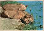 CPM GEANTE 180 X 125 Mm EAST AFRICAN WILD LIFE LIONESSES LIONNES Editeur ATELIER ARTISTE CONGOLAIS NDOLA ZAMBIA /2626A - Zambia